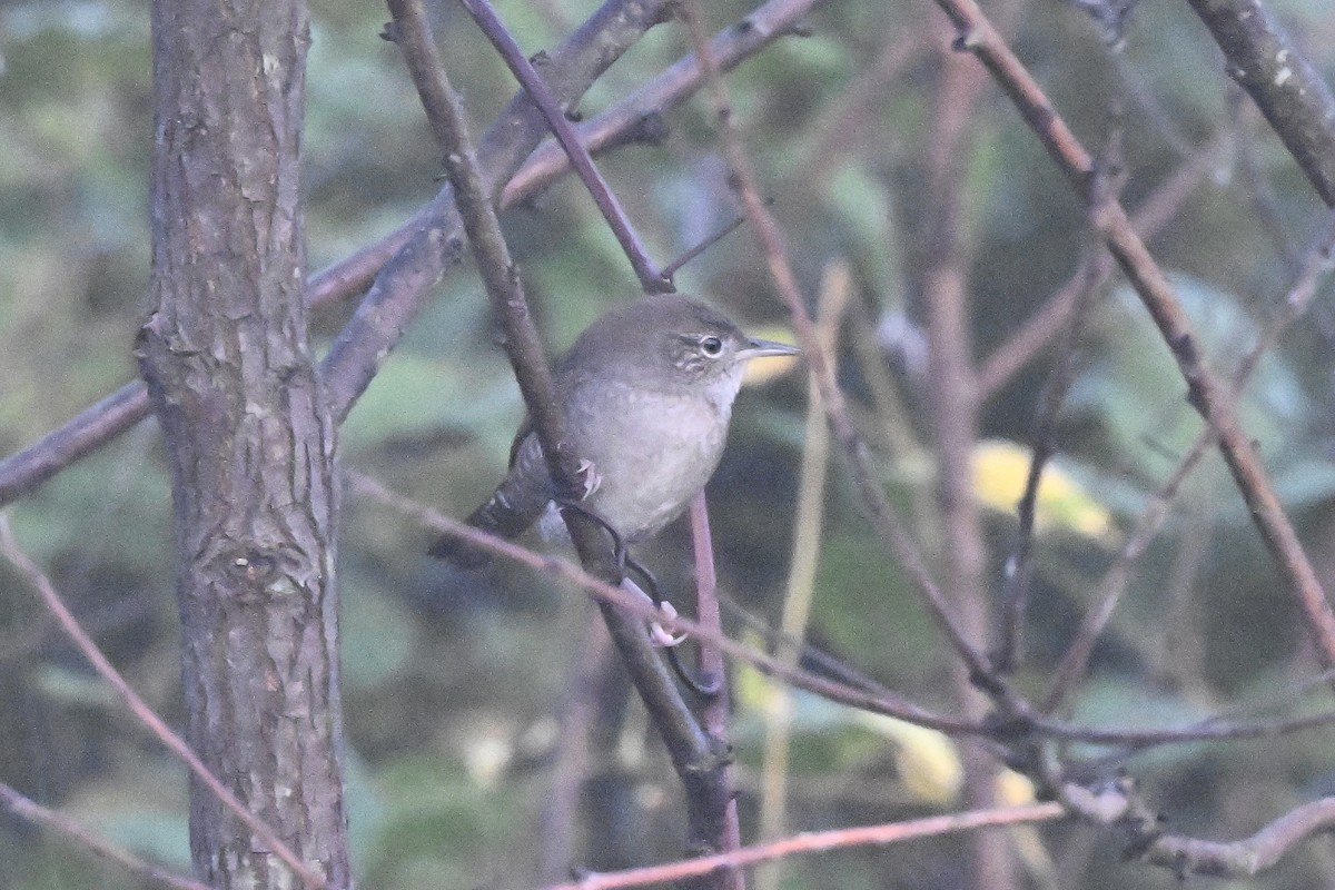 Northern House Wren - ML642685029