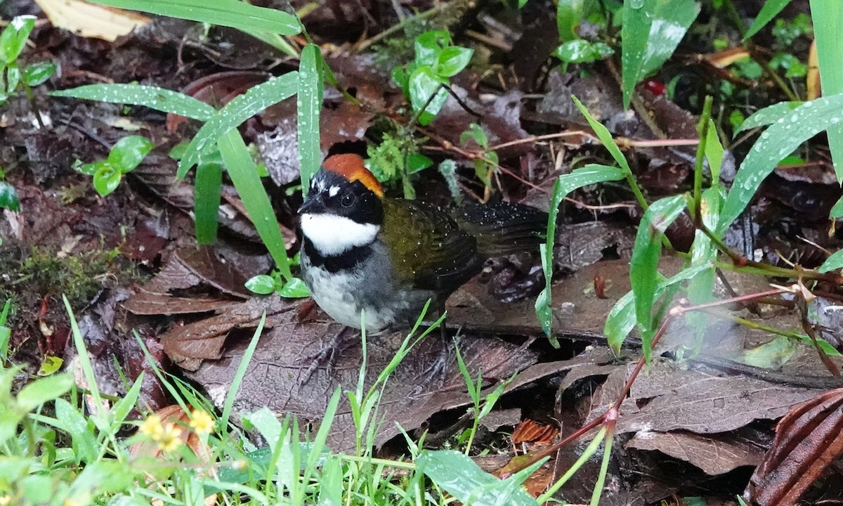 Chestnut-capped Brushfinch - ML642685033