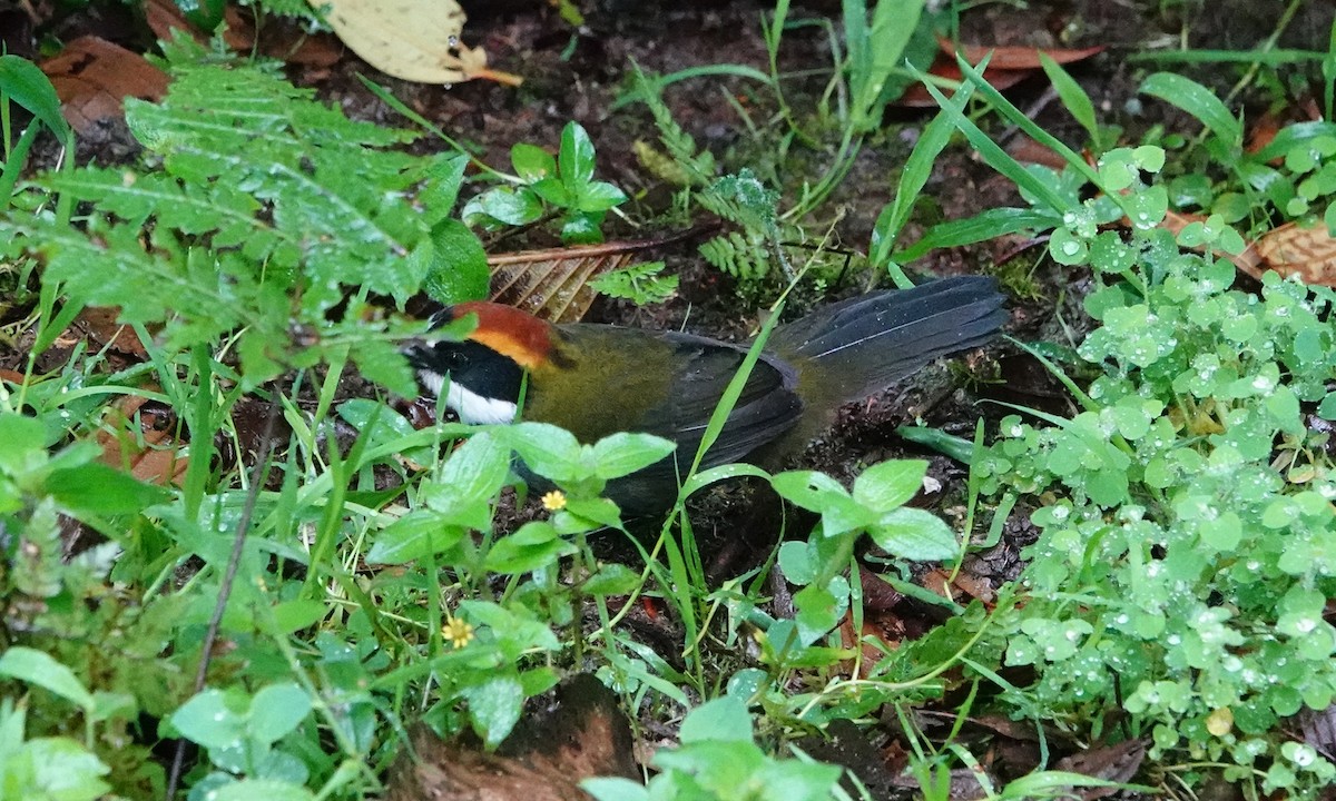Chestnut-capped Brushfinch - ML642685034