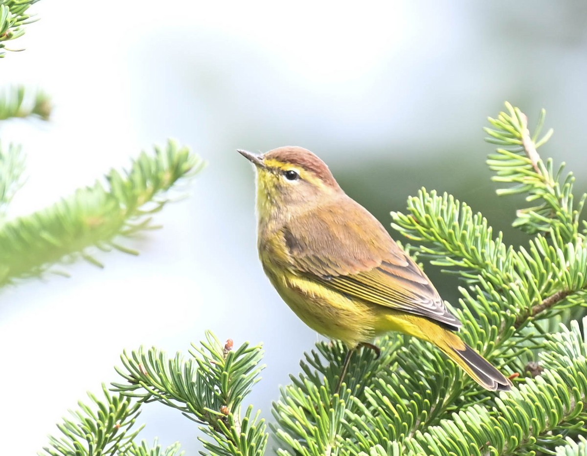 Paruline à couronne rousse - ML642685038