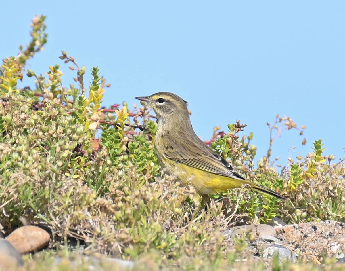 Paruline à couronne rousse - ML642685040