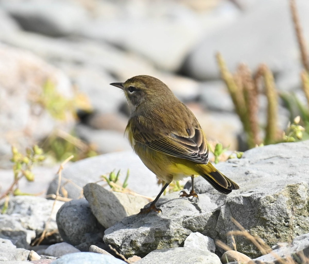 Paruline à couronne rousse - ML642685042