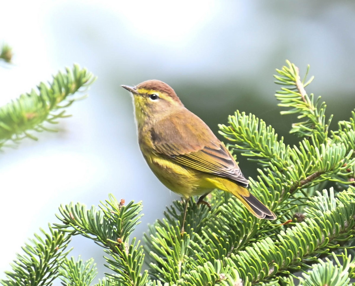 Paruline à couronne rousse - ML642685052