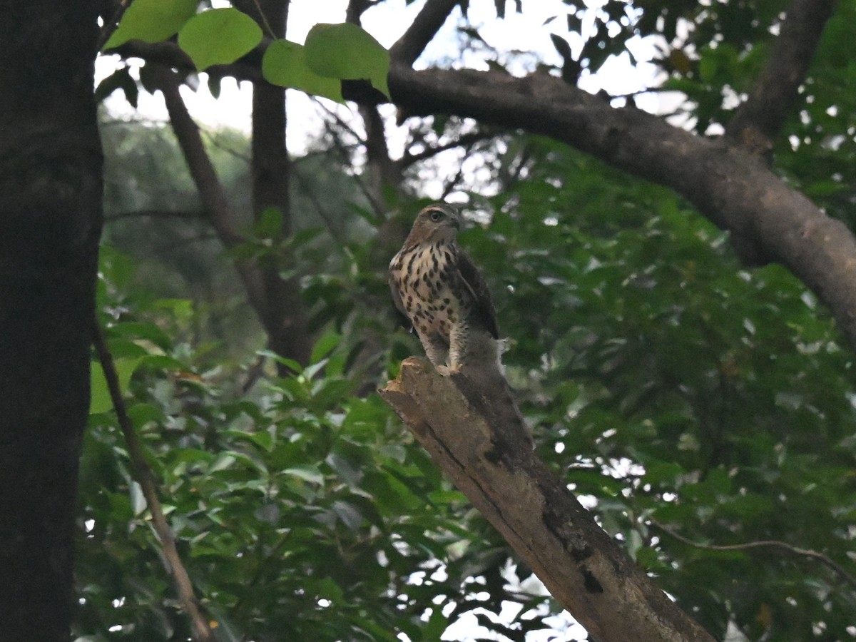 鳳頭蒼鷹 - ML642685064