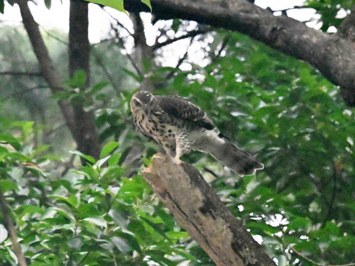 鳳頭蒼鷹 - ML642685065