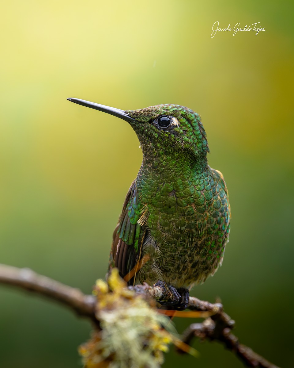 Buff-tailed Coronet - ML642685068