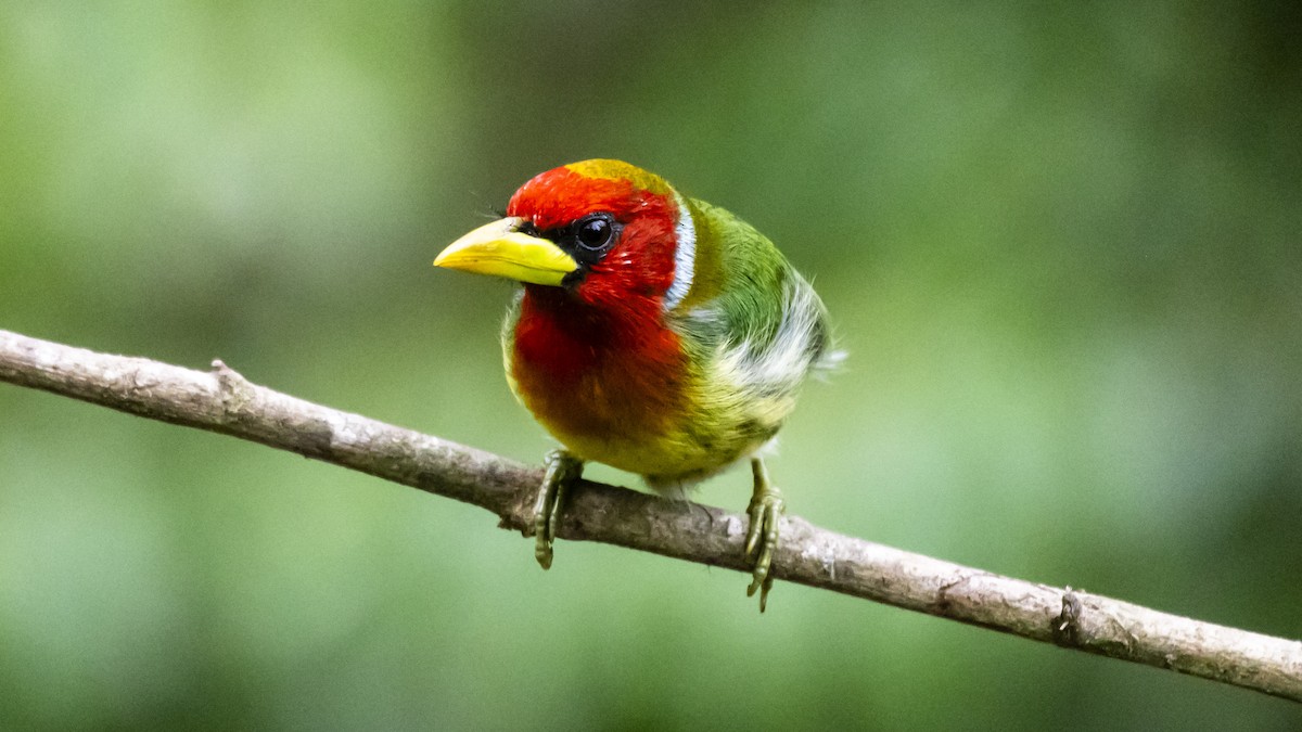 Red-headed Barbet - ML642685080