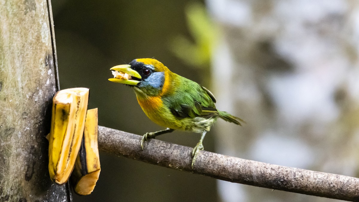 Red-headed Barbet - ML642685081