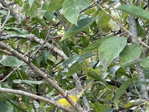 Magnolia Warbler - ML642685083