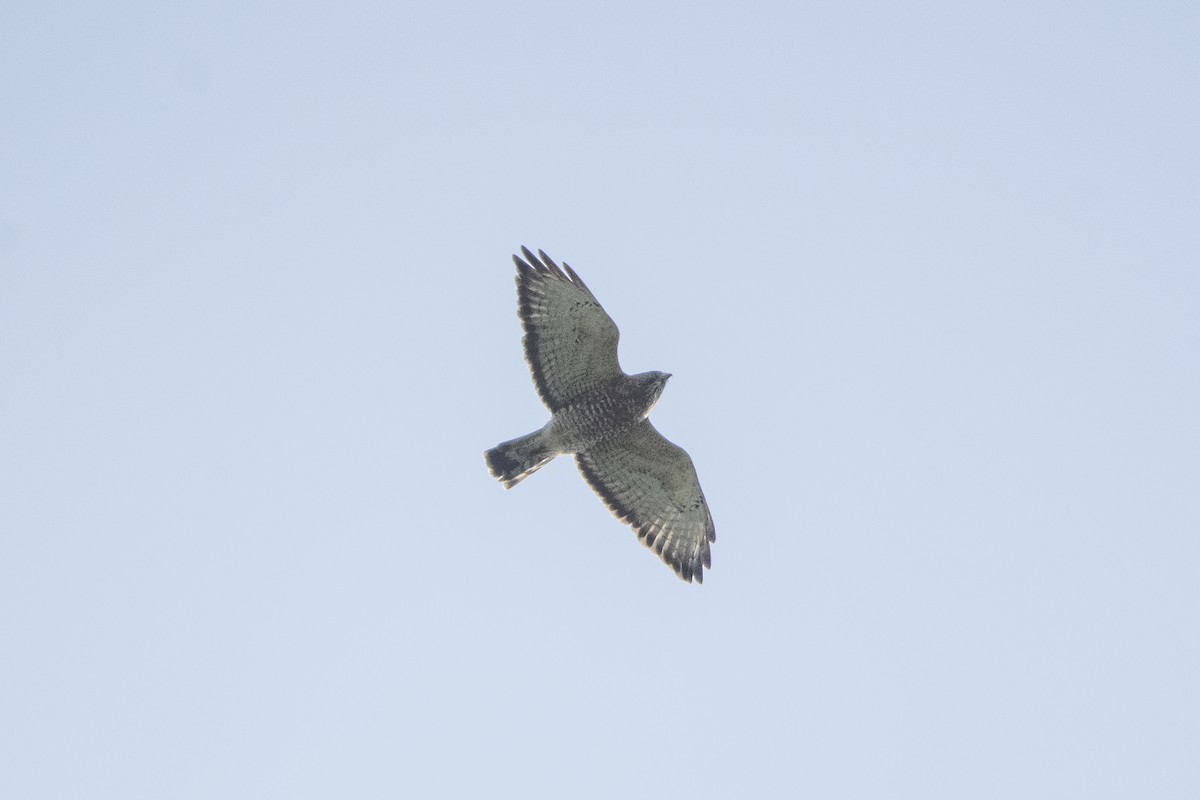 Broad-winged Hawk - ML642685096