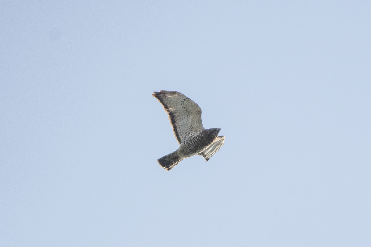 Broad-winged Hawk - ML642685097