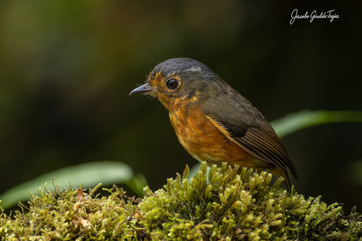 Slate-crowned Antpitta - ML642685119