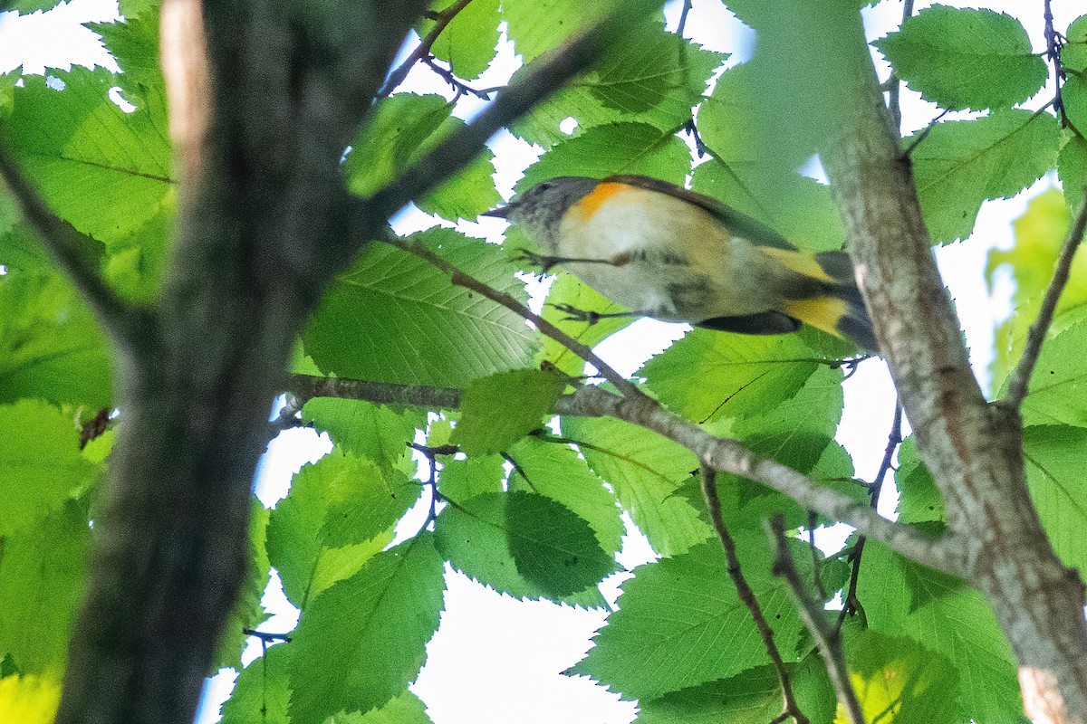 American Redstart - ML642685152