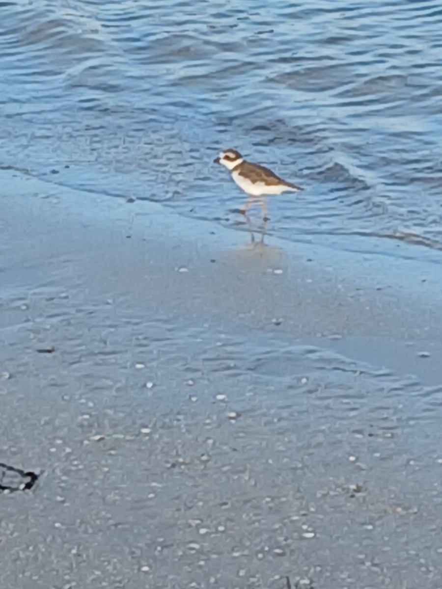 Semipalmated Plover - ML642685160