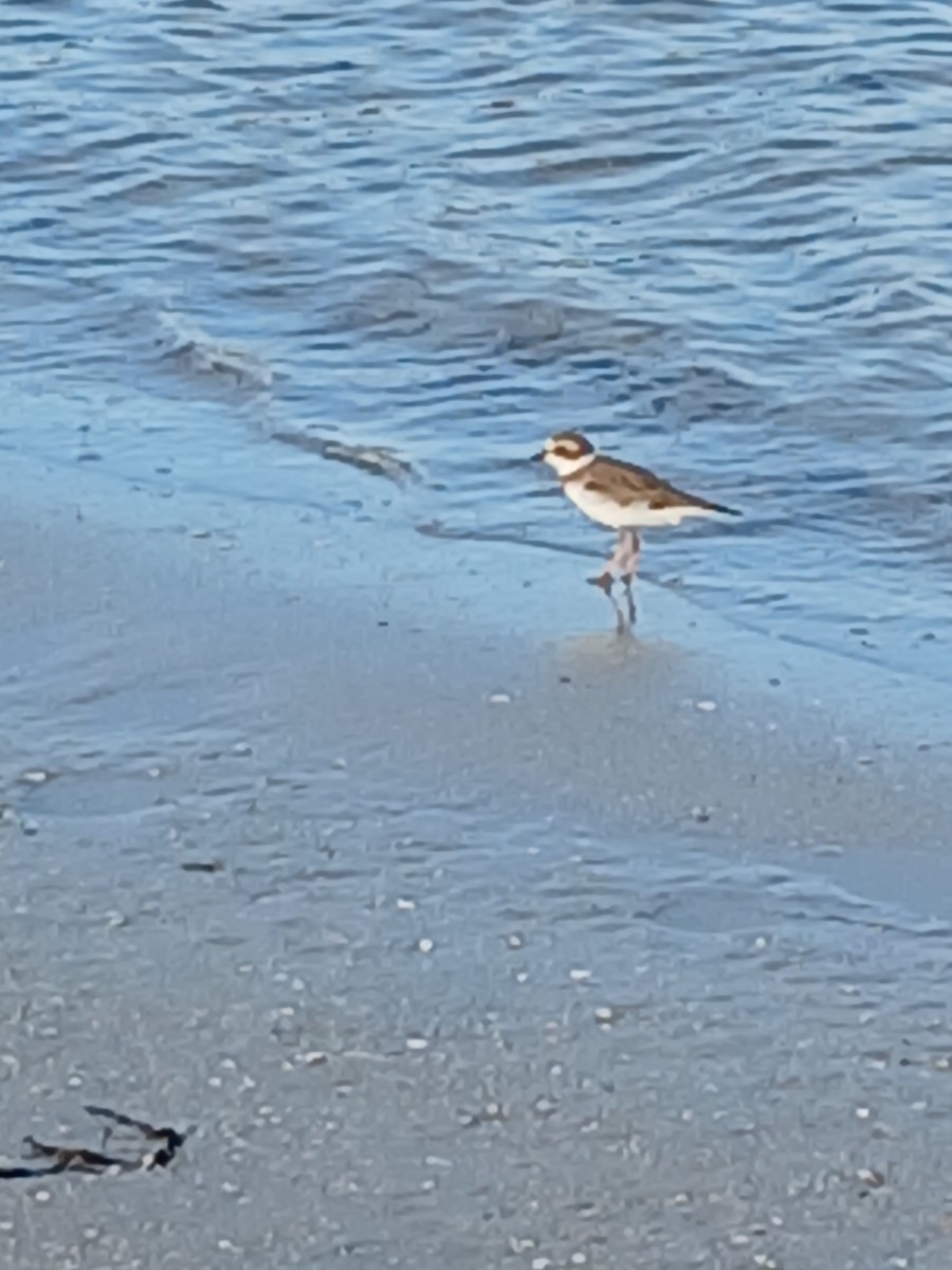 Semipalmated Plover - ML642685161
