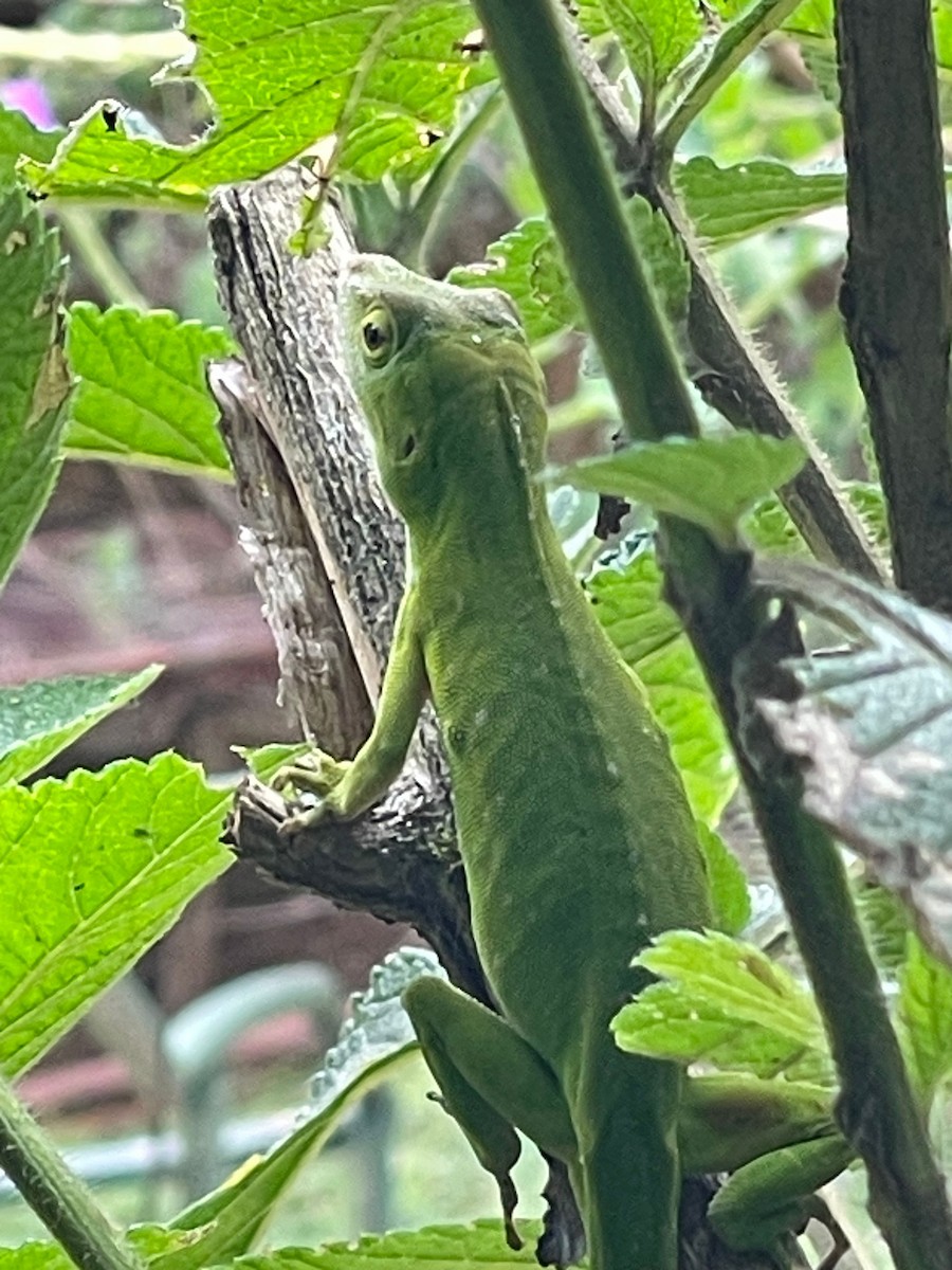 シンネッタイアノール - ML642685163