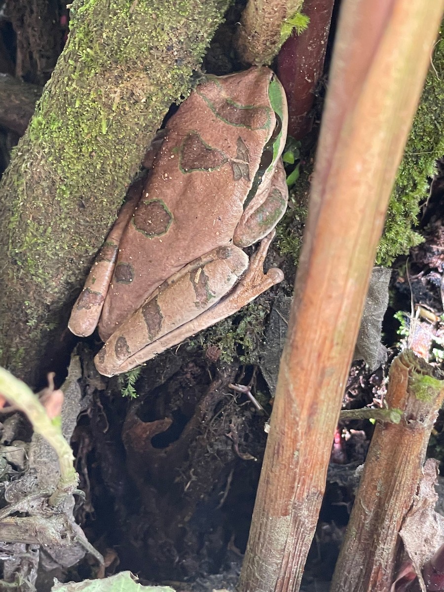 Masked Tree Frog - ML642685164