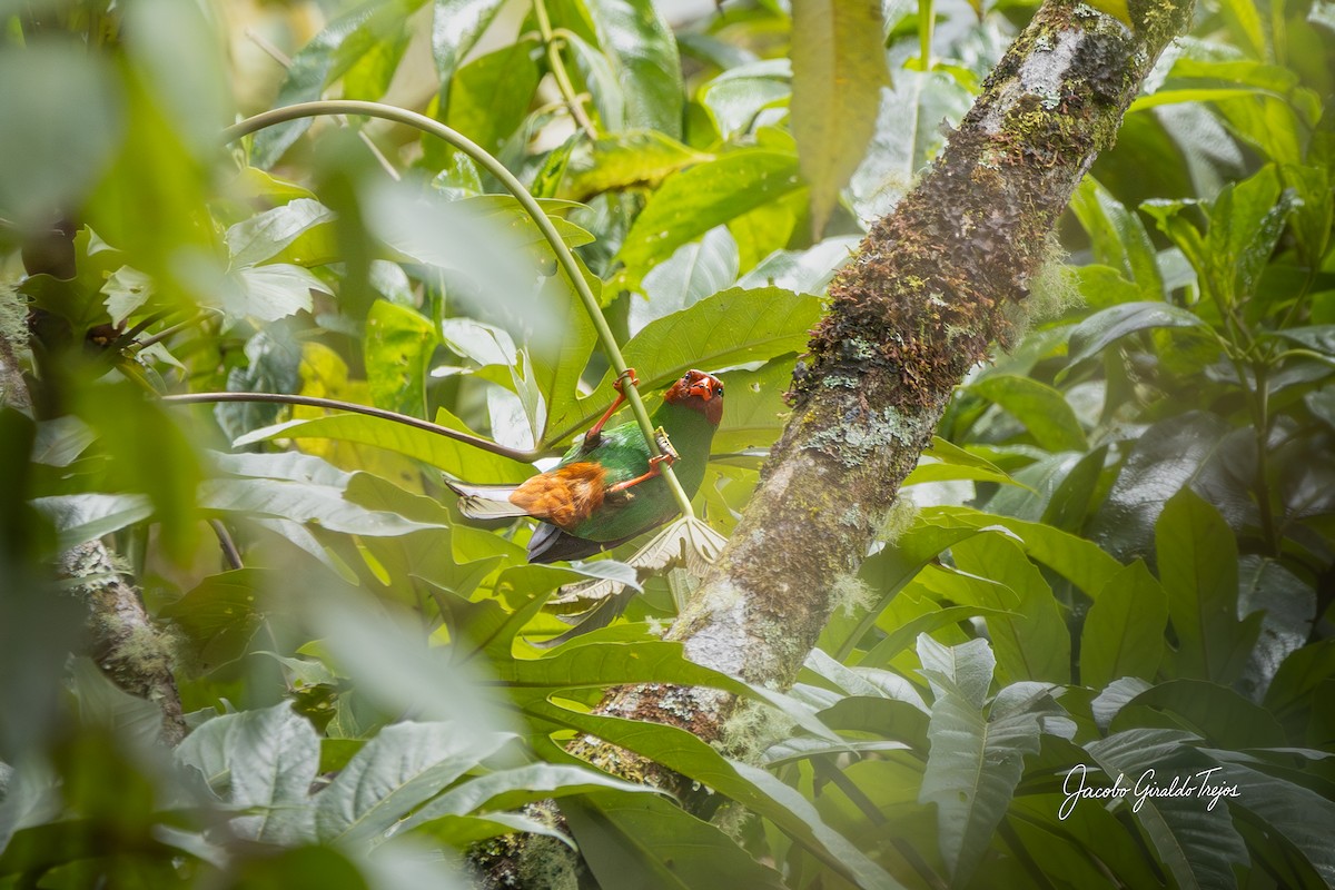 Grass-green Tanager - ML642685184