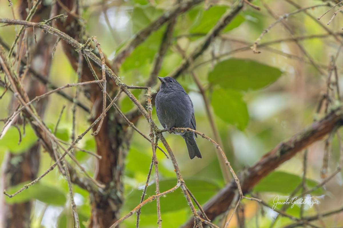 Slaty Finch - ML642685186