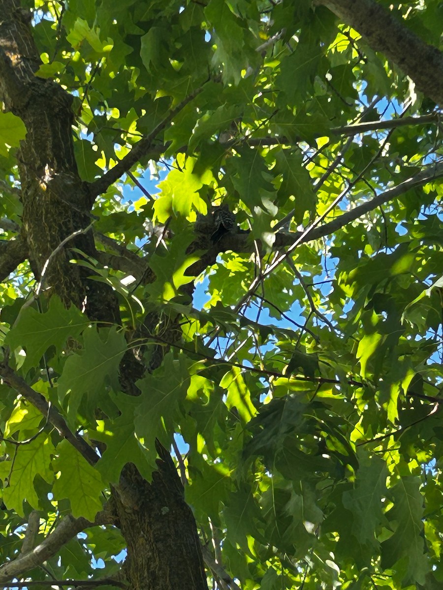 Nuttall's Woodpecker - ML642685187