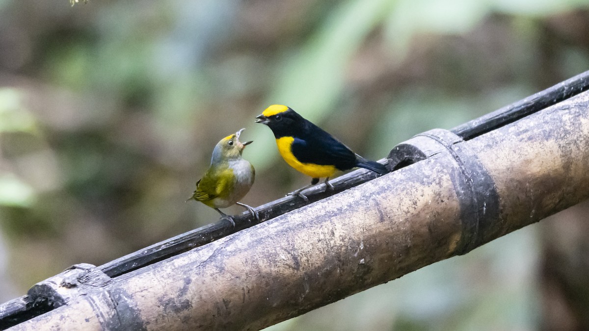 Orange-bellied Euphonia - ML642685189