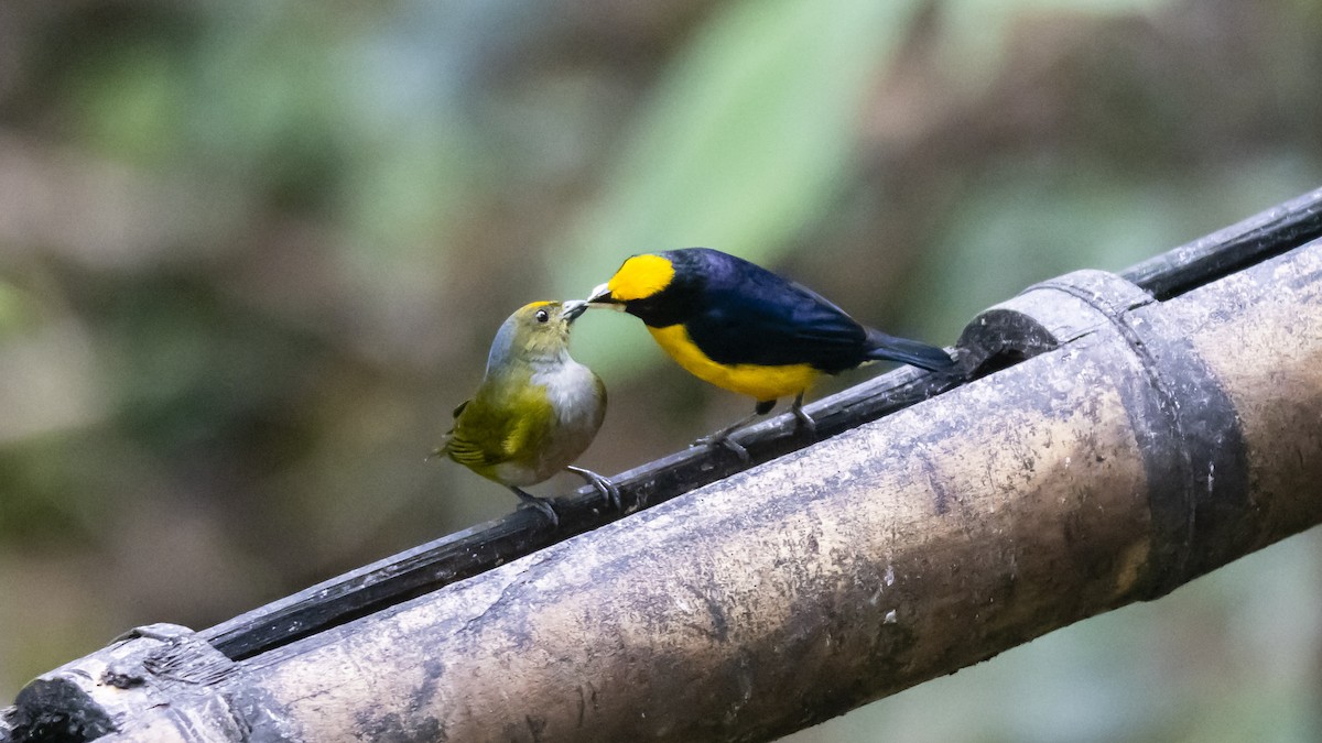 Orange-bellied Euphonia - ML642685191