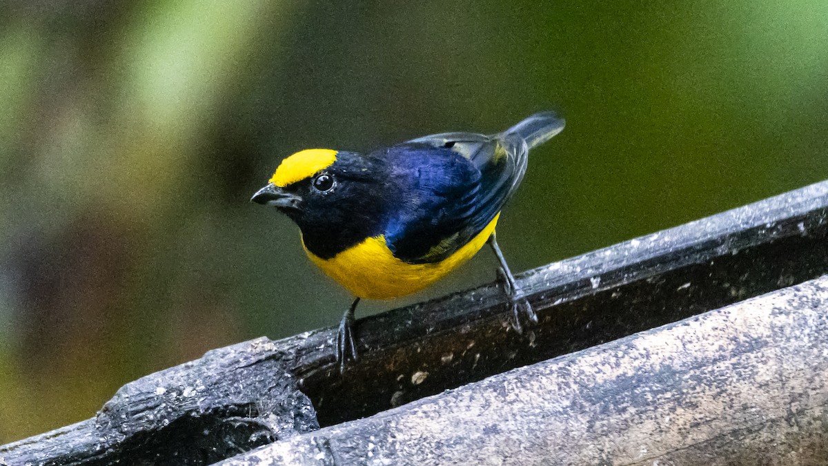Orange-bellied Euphonia - ML642685193