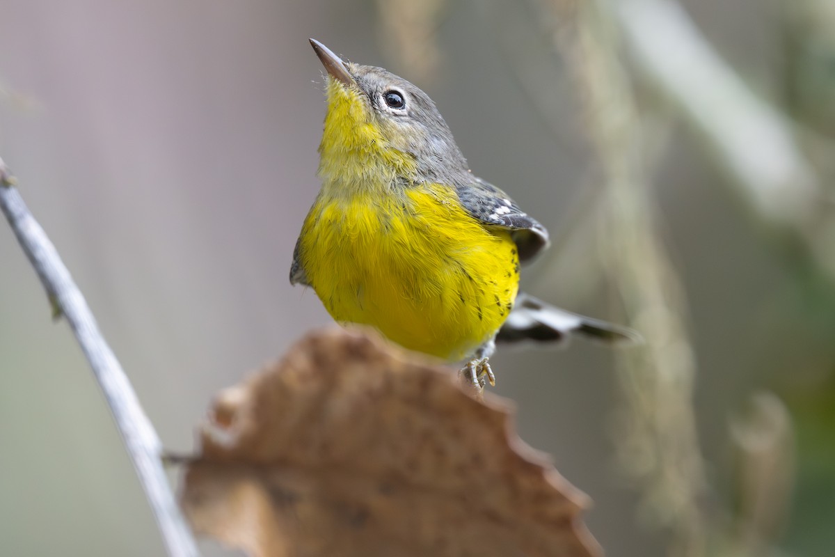 Magnolia Warbler - ML642685197