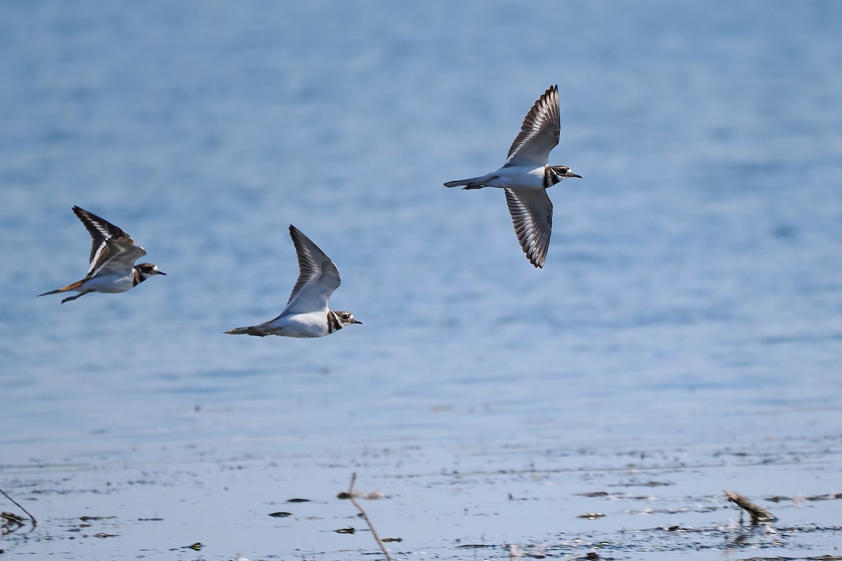 Killdeer - ML642685198