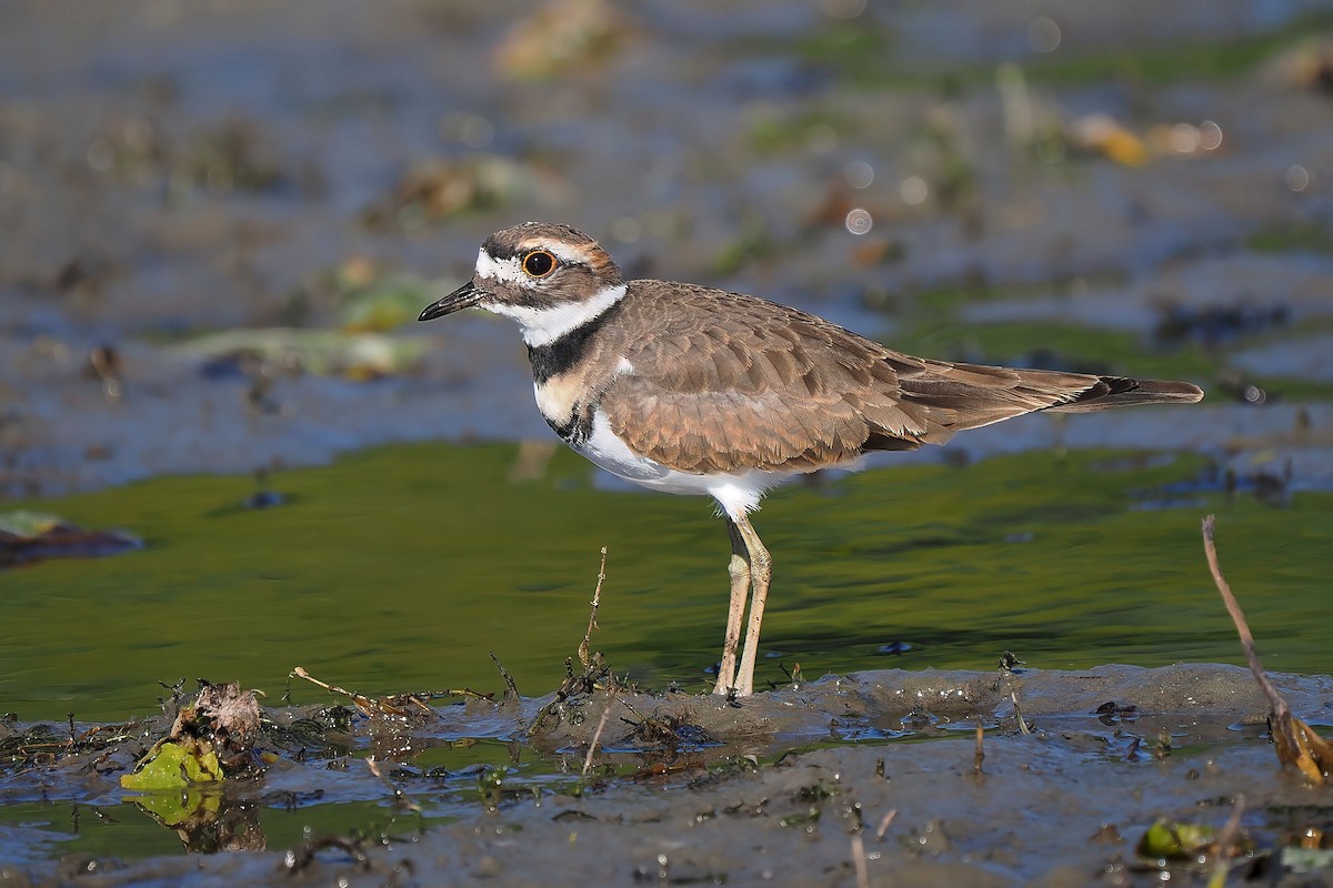 Killdeer - ML642685200