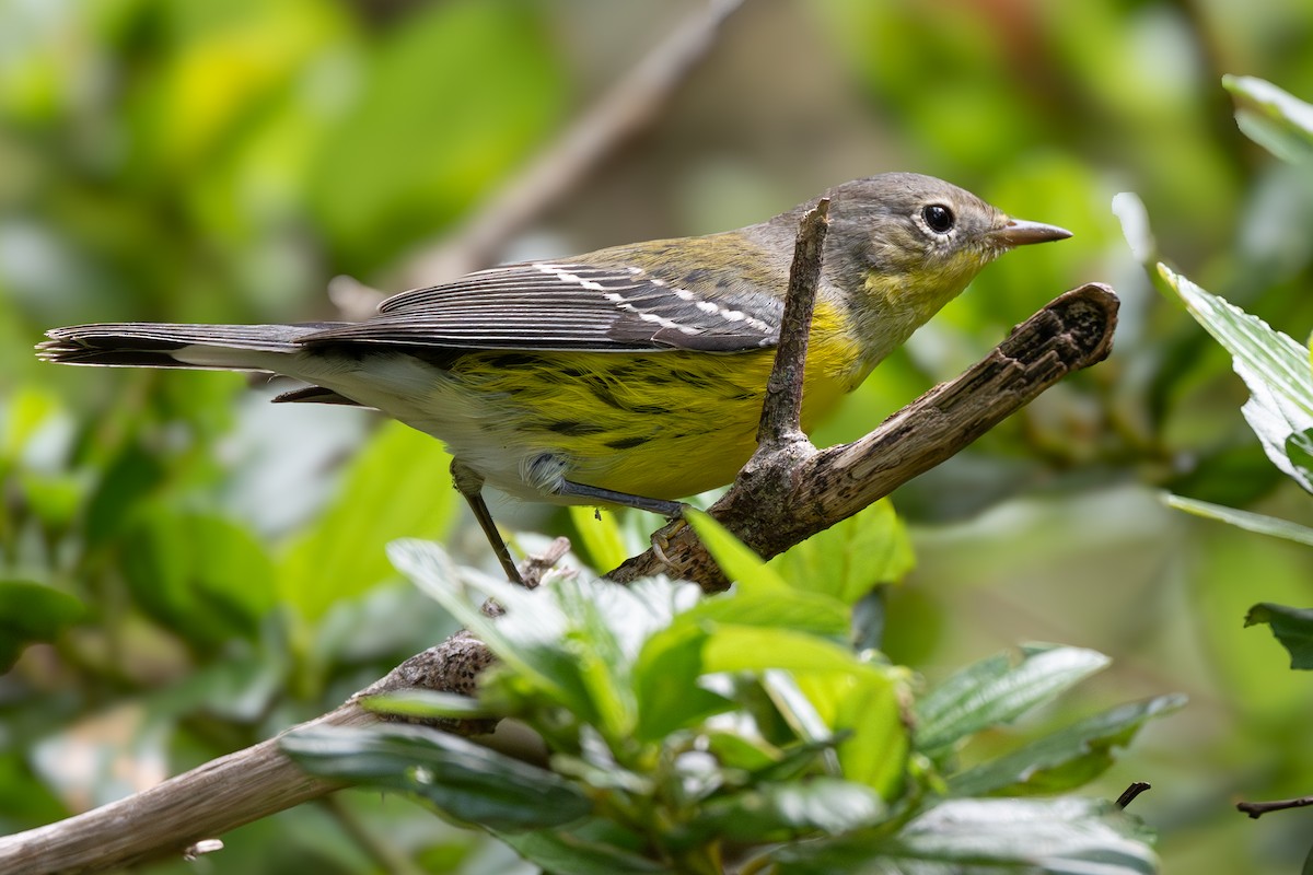 Magnolia Warbler - ML642685202