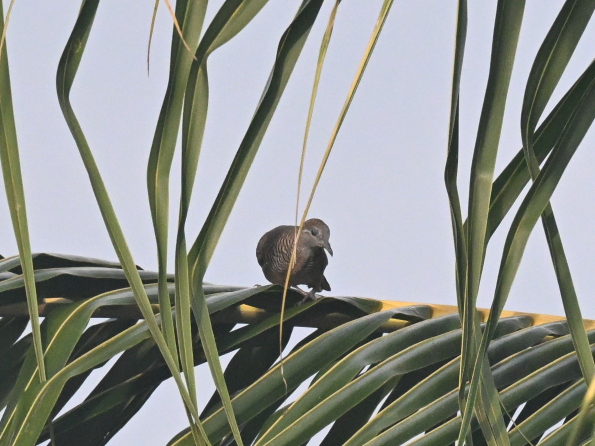 Zebra Dove - ML642685215