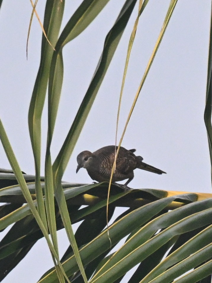 Zebra Dove - ML642685216