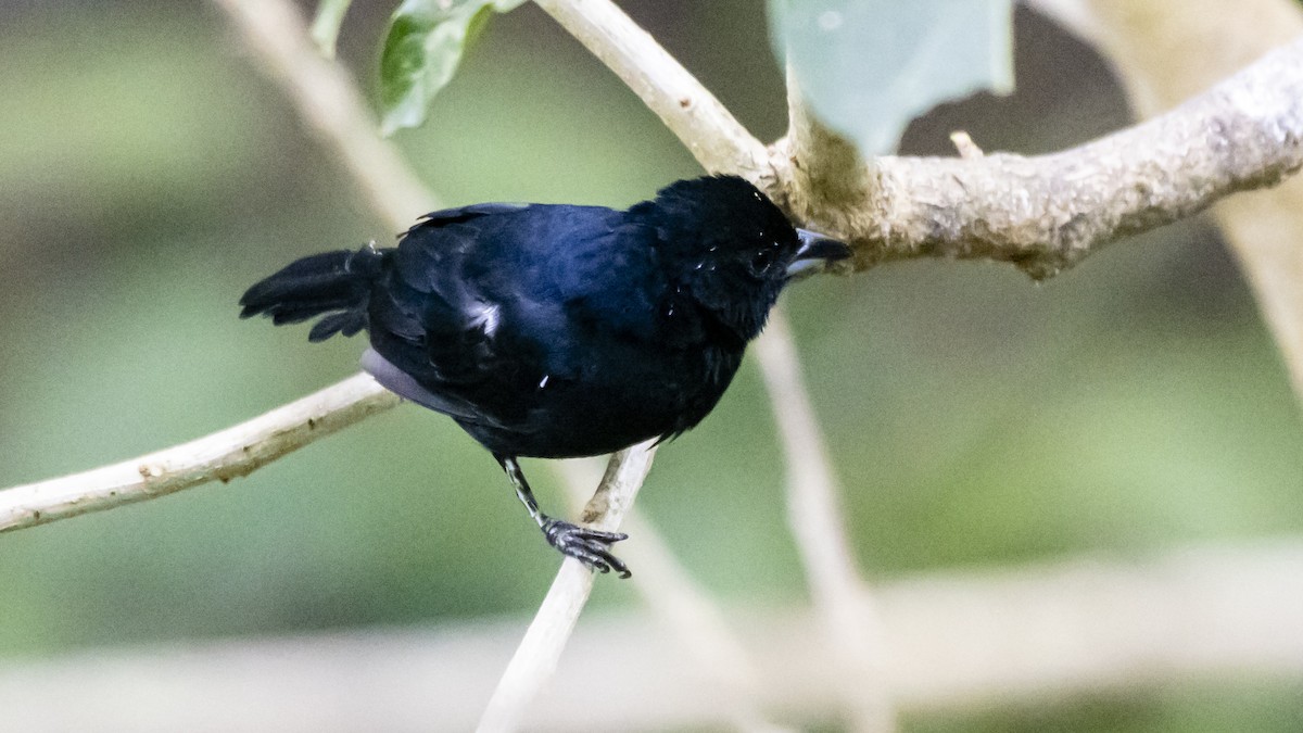 White-lined Tanager - ML642685234