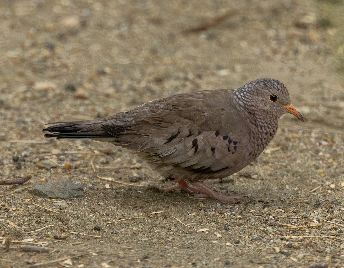 Sperlingstäubchen - ML642685236