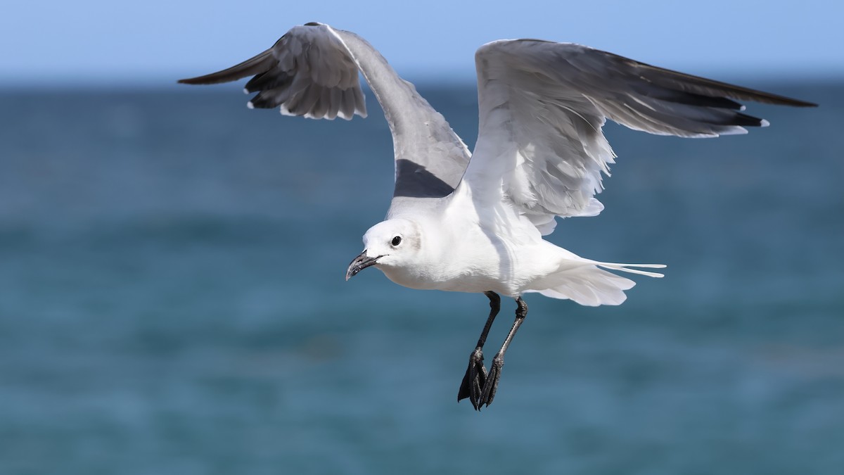 Laughing Gull - ML642685243