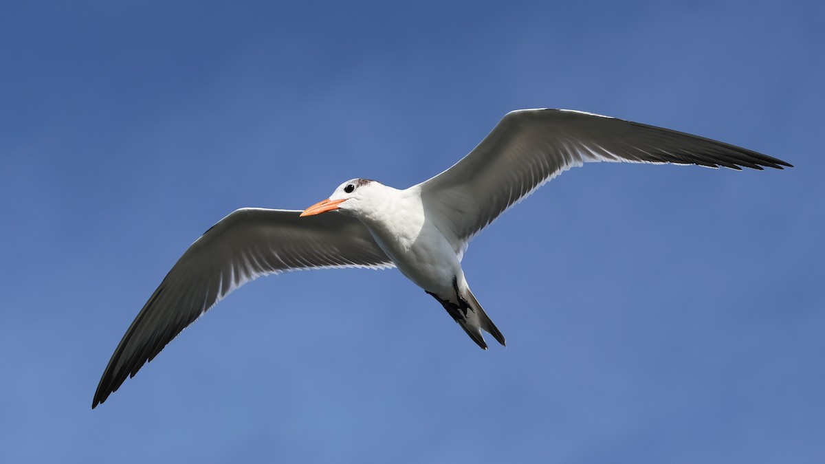 Royal Tern - ML642685255