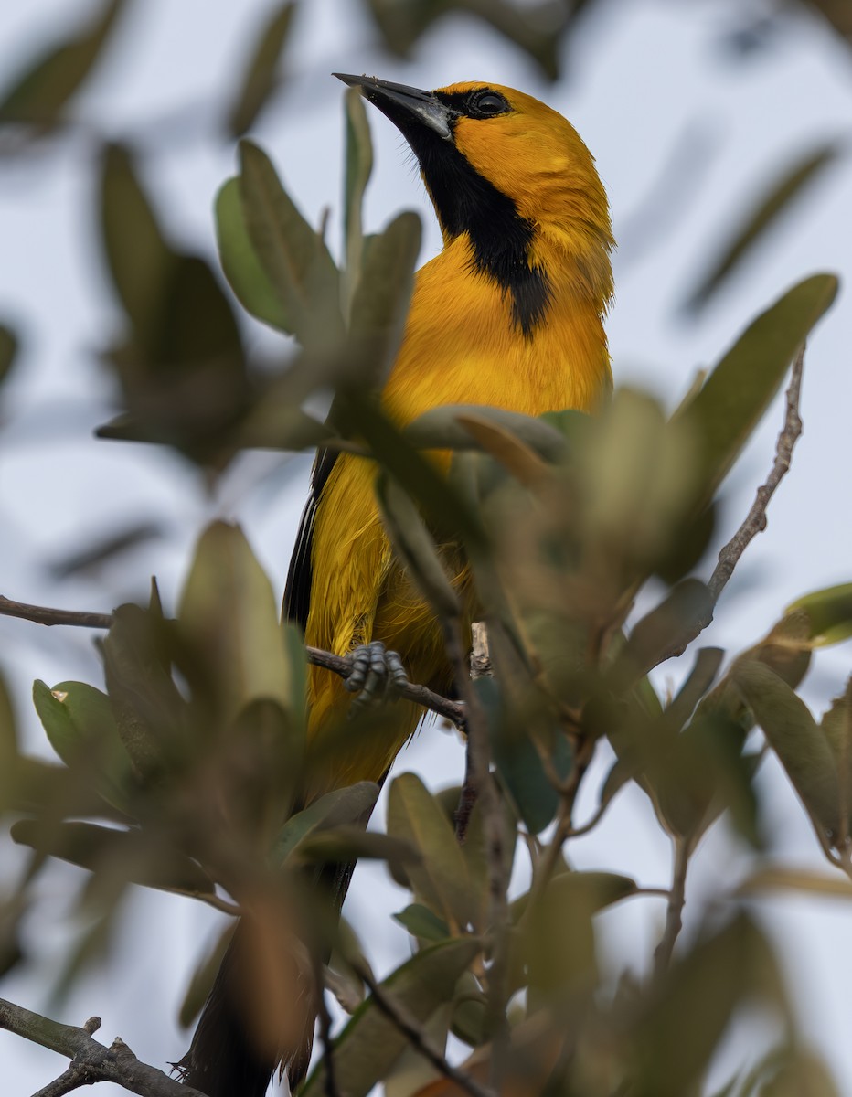 Yellow Oriole - ML642685256