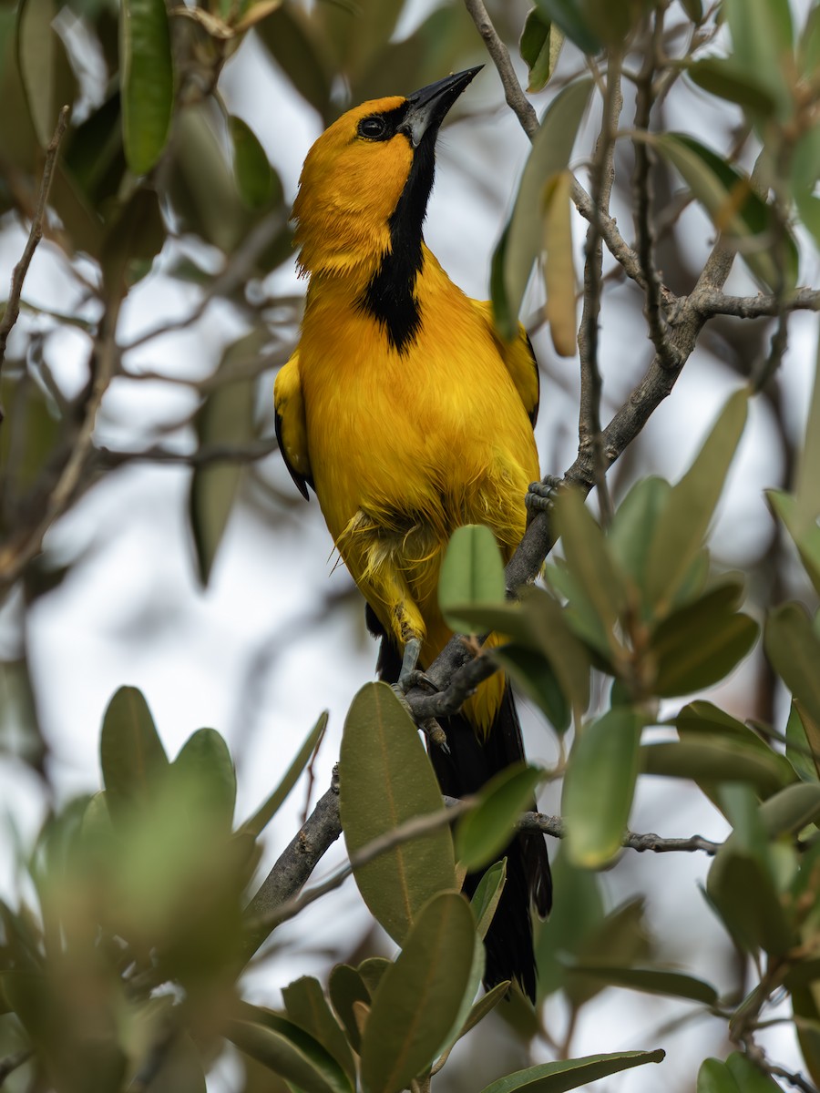 Yellow Oriole - ML642685257