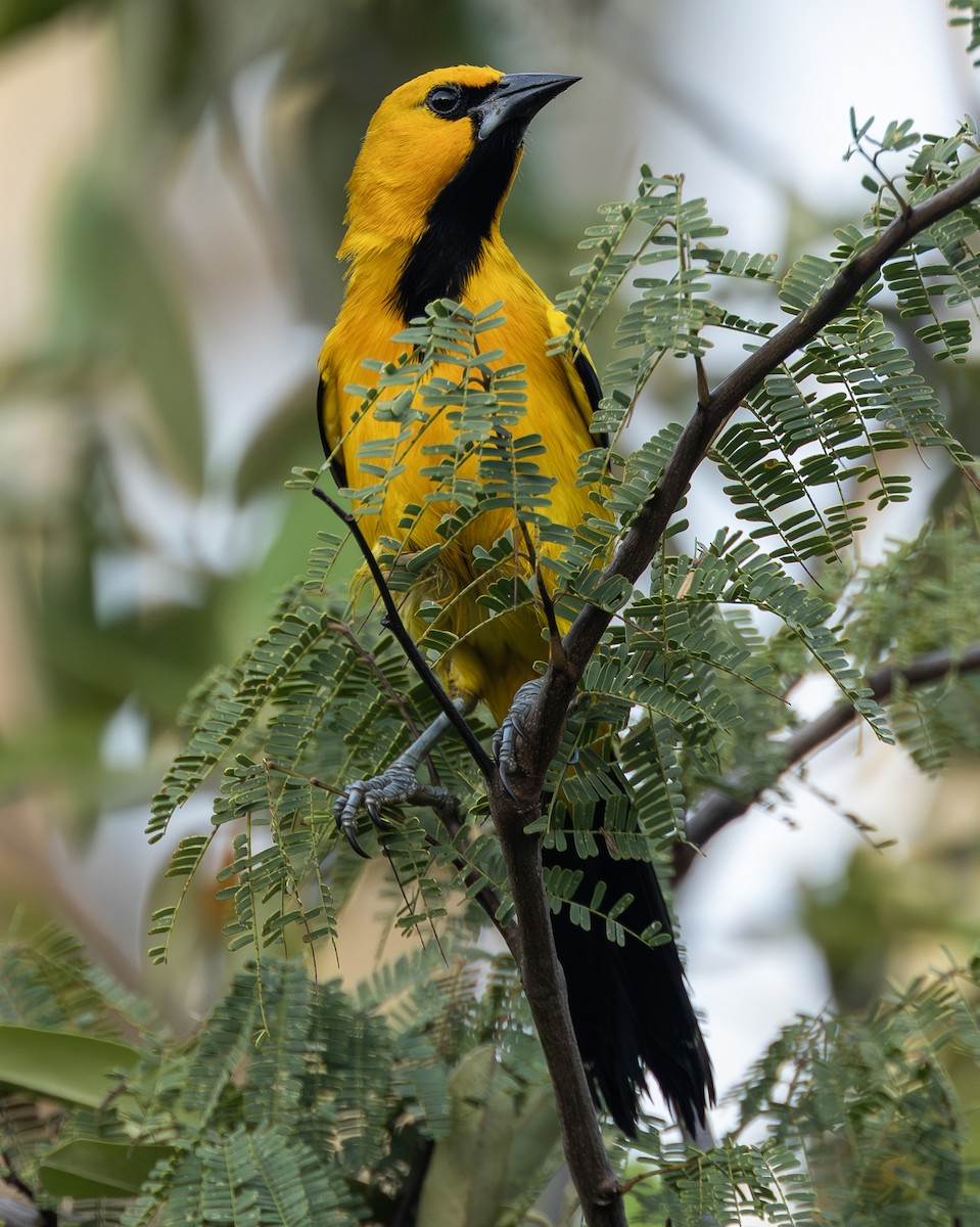 Yellow Oriole - ML642685258