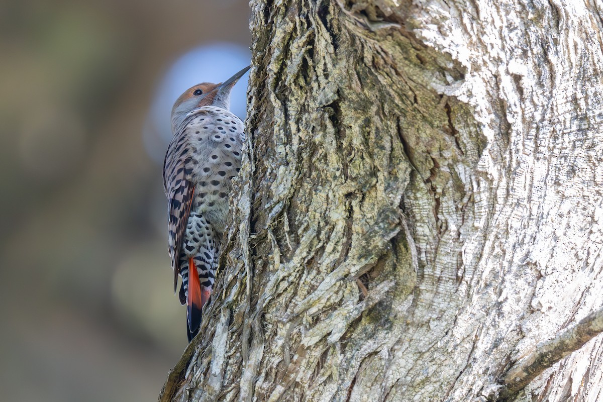 Northern Flicker (Red-shafted) - ML642685272