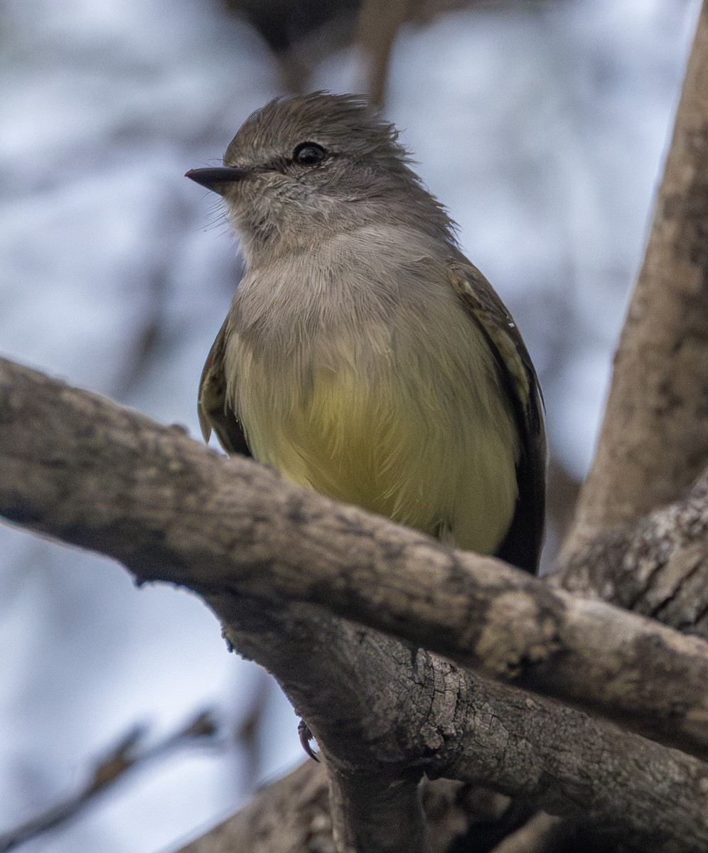 Northern Scrub-Flycatcher - ML642685274