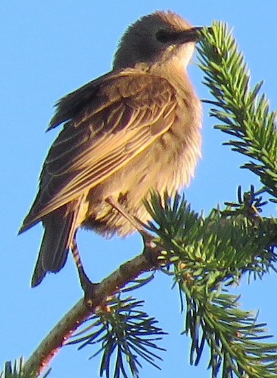 Northern Yellow Warbler - ML642685278