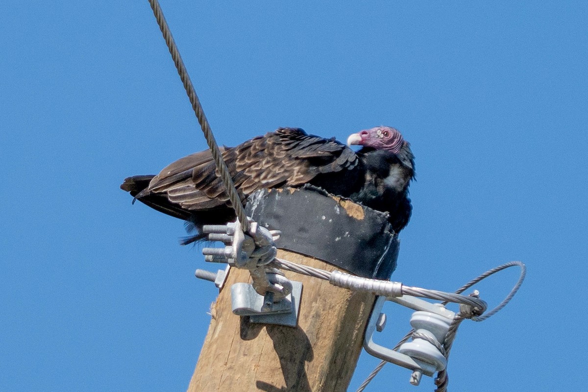 Turkey Vulture - ML642685287