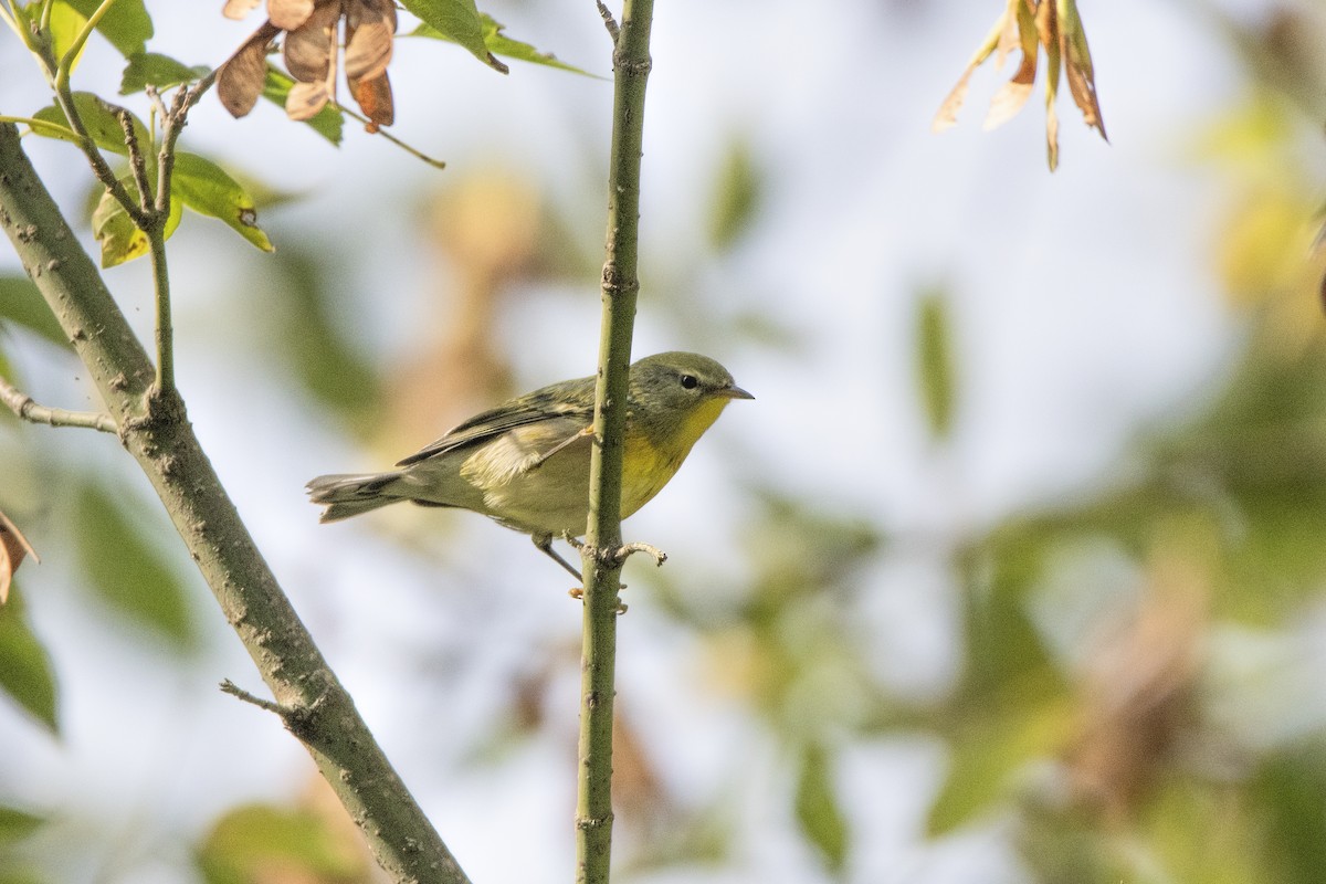 Northern Parula - ML642685291
