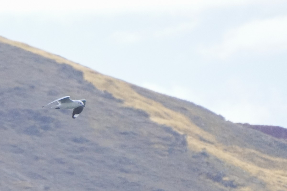 Andean Gull - ML642685292