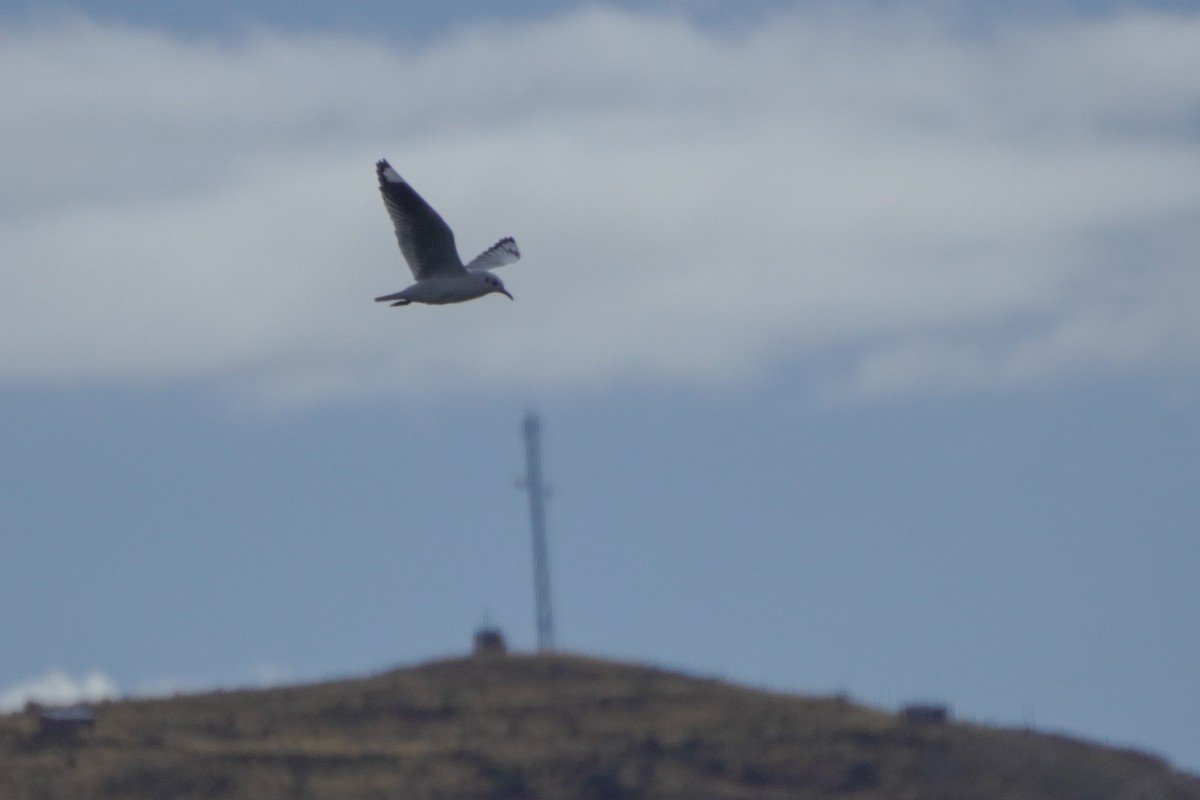 Andean Gull - ML642685293