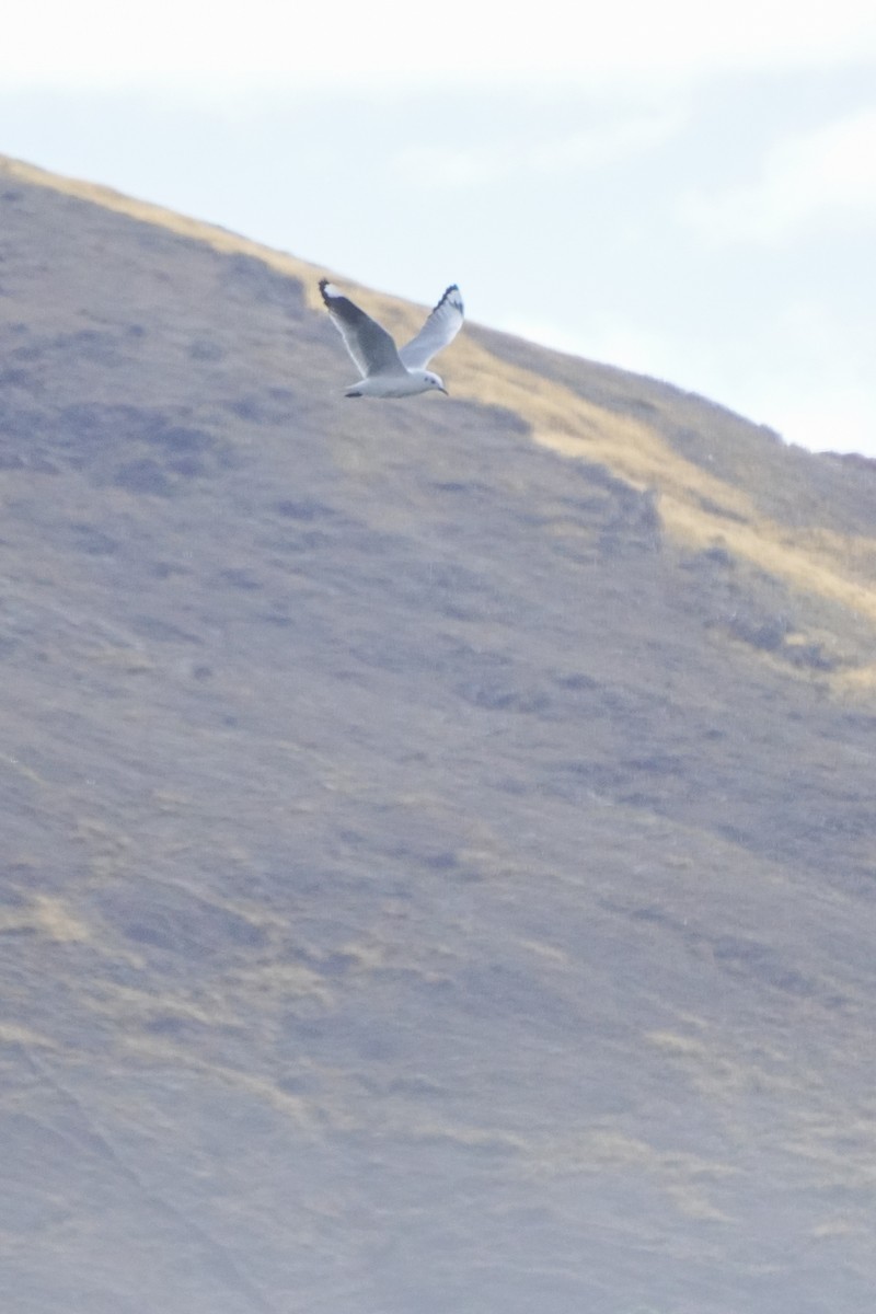 Andean Gull - ML642685294