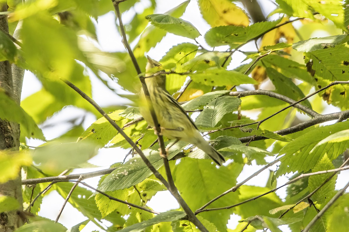 Blackpoll Warbler - ML642685303