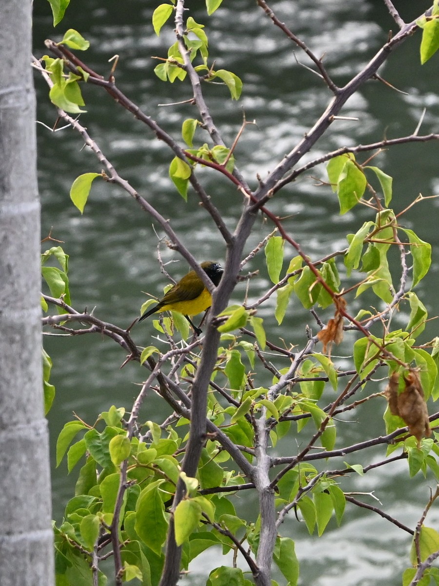 Ornate Sunbird - ML642685309